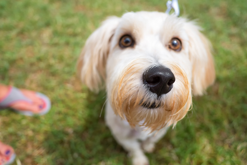 Illustration for article titled 39 *Scratchy Scratchy* Photos of Dogs